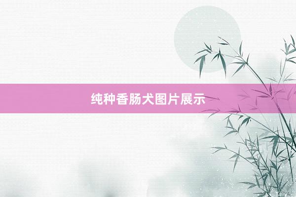 纯种香肠犬图片展示